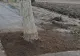 Dorel lovește din nou! Drum asfaltat cu tot cu copaci, la Hunedoara. Imaginile, virale pe internet 