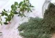 CIMBRUL, planta cu efecte miraculoase - Top 14 beneficii pentru sănătate