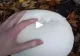 VIDEO – A găsit o ciupercă cu o formă ciudată în pădure. A luat-o acasă și a gătit-o, însă ce a urmat după este complet neașteptat