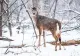 Prognoza meteo 29 decembrie. Temperaturi de 12 grade - zonele unde începe ninsorile