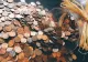 Moneda pe care trebuie să o ai în buzunar, în noaptea de Revelion, pentru a avea noroc la bani 