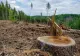 Amenințări cu MOARTEA după dezvăluirile din jaful pădurilor - Defrișări ilegale și crime teribile