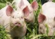 Atenţie de unde luaţi carnea de porc! Protecția Consumatorilor, avertisment pentru populație 