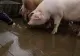 Ce trebuie să faci dacă ești mușcat de un porc. Semnal de alarmă înainte de Ignat