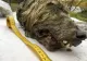 Virusuri ZOMBIE din Siberia, dezghețate și gata de acțiune. Cât de mare este pericolul