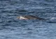  Mii de delfini din Marea Neagră au murit din cauza războiului din Ucraina