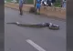 VIDEO – Imagini incredibile – Traficul întrerupt pe o autostradă pentru ca un șarpe uriaș să străbată șoseaua