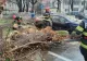 Vreme extremă în țară! 4 mașini aflate într-o parcare din municipiul Buzău, avariate de un copac pus la pământ - FOTO&VIDEO