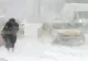 Alertă meteo - Fenomene extreme în 10 județe: Vânt puternic și ninsori - Zonele afectate