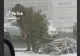 O cămilă mănâncă dintr-un pom ornamental, în curtea unui hotel din Cluj! Imaginile, virale pe TikTok - VIDEO