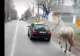 Imaginile cu un cal tras de un BMW au devenit virale! Șoferul care a filmat scena și cel vinovat de abuz împotriva animalelor, aspru amendați