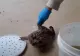 Cum arată broasca de aproape 3 kilograme, o greutate demnă de Cartea Recordurilor (VIDEO)