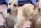 Reacția incredibilă a unui cățel, după ce fratele său l-a dat de gol că a făcut prostii  - VIDEO VIRAL