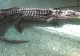 Cel mai mare crocodil din România are patru metri lungime și 300 de kilograme. „Bestia” poate fi vizitată la Grădina Zoologică Sibiu 