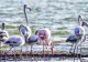 Imagini spectaculoase pe litoral. Stol de păsări flamingo pe Lacul Techirghiol - FOTO
