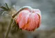 Prognoza meteo 4 săptămâni. Iarnă atipică în România - Când va fi zăpadă, în luna februarie