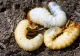 Larva gândacului de bălegar - cea mai nouă „delicatesă” introdusă de Uniunea Europeană pe lista alimentelor