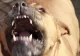 Bunică ucisă de câinele pitbull pe care-l adoptase. Polițiștii, îngroziți de ce au descoperit