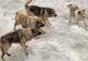 Cât costă un “RCA pentru câine” și cine este obligat să îl cumpere?