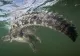 Crocodili pe Valea Oltului. Descoperirea surprinzătoare făcută de specialiști