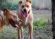 Copil mușcat de un câine din rasa Amstaff, în stare gravă la spital! Proprietarul, amendat de polițe: cum s-a produs atacul