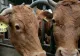 Lactate cu prețuri de coșmar pentru români - Fermierii, în prag de faliment: Duc animalele la abator din cauza scumpirilor