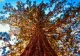 Misterul arborelui gigant din Semenic. Are 200 de ani nimeni nu știe cum a crescut acolo