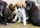 Medic veterinar cercetat pentru fals într-un dosar privind exportul a 25 de câini fără adăpost! Caz incredibil la Hunedoara