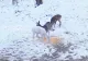 Inedit: O căprioară albă, extrem de rară, a apărut în Parcul Natural Bucegi. FOTO