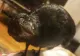 VIDEO. O cioară crescută ca animal de companie ar fi prezis cutremurele din Oltenia. Cum s-a comportat Cronco înaintea seismelor