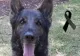 Un câine salvator în Turcia a murit în timpul unei intervenții - Proteo a salvat doi oameni