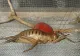 Cea mai mare insectă din lume poate să mănânce morcovi ca iepurele. 4-5 exemplare ajung pentru a umple farfuria