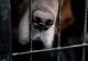 Coșmarul unei femei! A crezut că și-a luat un câine, dar de fapt era un animal rar. Cum a reacționat când a aflat ce creștea în casă