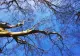 Pădurea exotică cu arbori gigantici din România: este UNICAT în țara noastră. Unde se află