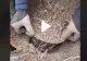VIDEO – Ce a putut să găsească un român în pământ. Bărbatul refuză să spună în ce zonă a făcut descoperirea