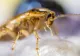 Teoria șocantă a unui deputat: UE vrea să elimine firmele de deratizare, ca să promoveze alimentele pe bază de insecte