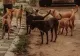Bărbat mușcat de o haită ce câini. A reuşit să-şi ia fiica pe umeri pentru a o salva