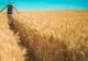 UE a prelungit cu un an importurile la liber din Ucraina. Cum va afecta această decizie fermierii români