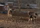 Copil de 11 ani, UCIS de câini! Băiatul încerca să adune animalele din ferma familiei, când a fost atacat de animalele de pază