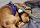 1 martie, miercurea ALARMELOR. Cum ne protejăm animalele de casă de sunetul sirenelor
