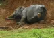 Elefant salvat de la moarte cu ajutorul unui excavator. Reacția animalului, uluitoare - VIDEO