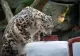 "Locatar" nou la ZOO Sibiu: Leopardul de Amur - VIDEO