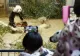 Panda uriaș, condus acasă cu urări și aplauze.  60.000 de japonezi la aeroport, pentru a-și lua rămas bun de la Xiang Xiang 