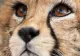Pirouz, puiul de ghepard asiatic din Iran, a murit din cauza insuficienței renale. Specia sa e pe cale de dispariție