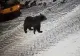 Urșii din libertate au sărit gardul de la ZOO Târgu Mureș ca să caute mâncare