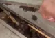Casa unor britanici, gata să se transforme într-un stup uriaș! Oamenii au fost îngroziți: mierea se scurgea pe pereți - FOTO&VIDEO