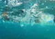 Marea Neagră, primul loc în topul celor mai poluate mări din Europa - Plasticul face ravagii în fauna marină