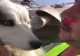 Încă un MIRACOL: câine salvat de sub dărâmături, la 23 de zile de la cutremurul devastator din Turcia - VIDEO