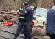 Atacul mafiei lemnului din Maramureș. Familia care deține firma de exploatare forestieră susține că atacatorii ar avea legătură cu poliția