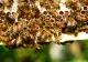 România, acuzată că folosește în continuare pesticide interzice în Uniunea Europeană. Reprezintă cel mai mare pericol pentru albine
